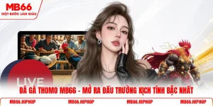 Đá gà Thomo MB66